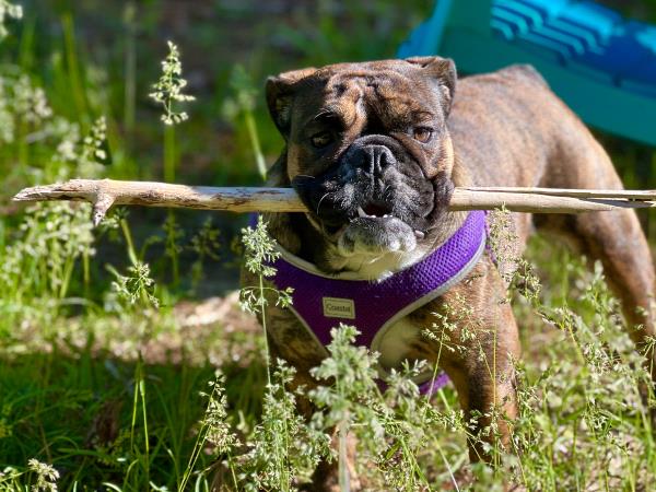 /Images/uploads/Long Island Bulldog Rescue/LIBR-2025-Calendar/entries/33527thumb.jpg